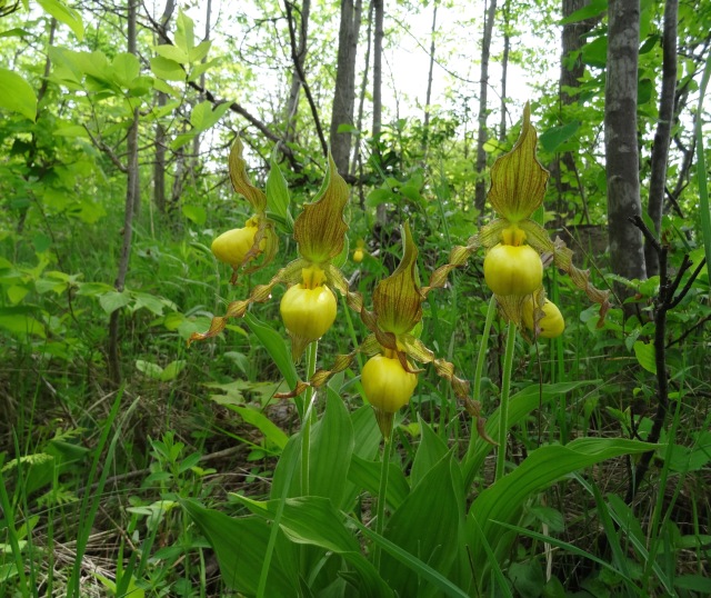 Lady slippers growing next to abandoned hydro electric station