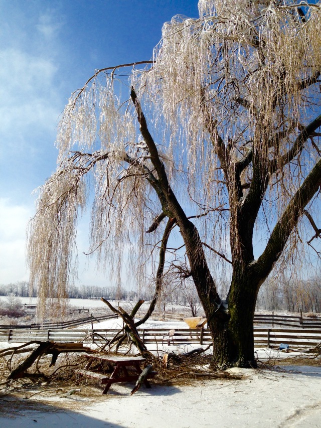 Iced tree